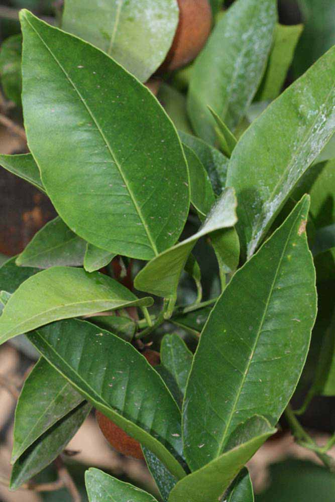              Sun leaves (Riverside, CA)       